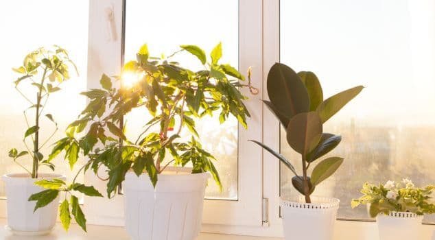 Zonwerend glas vensterbank met planten